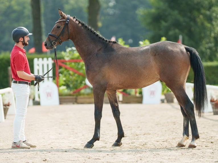 Koń westfalski Ogier 2 lat 162 cm Siwa in Münster