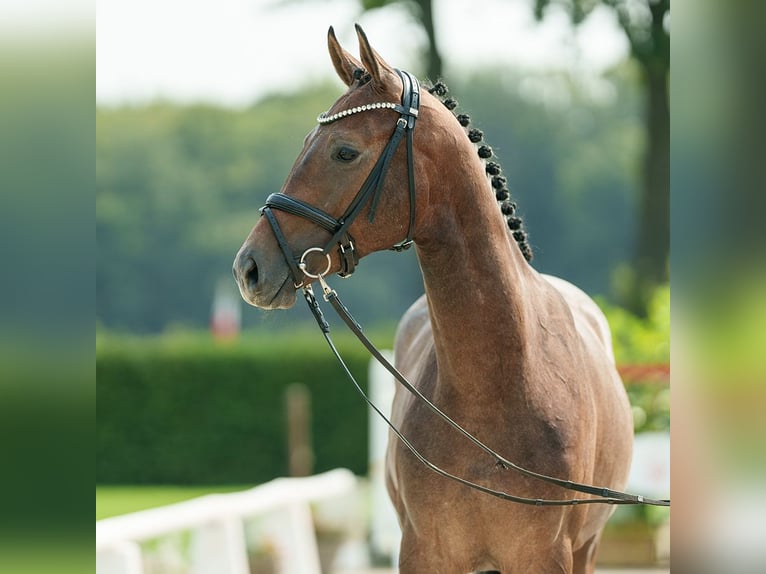 Koń westfalski Ogier 2 lat 162 cm Siwa in Münster