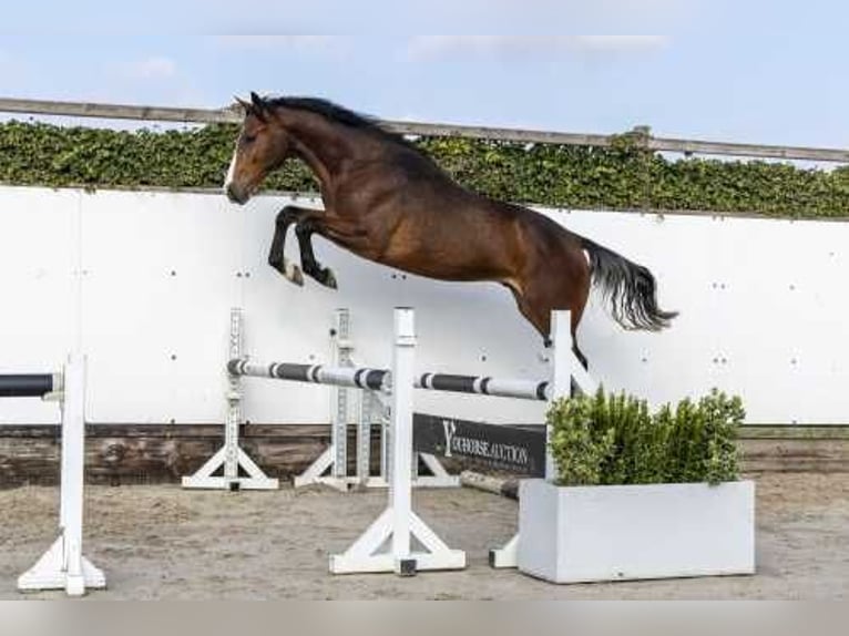 Koń westfalski Ogier 2 lat 163 cm Gniada in Waddinxveen
