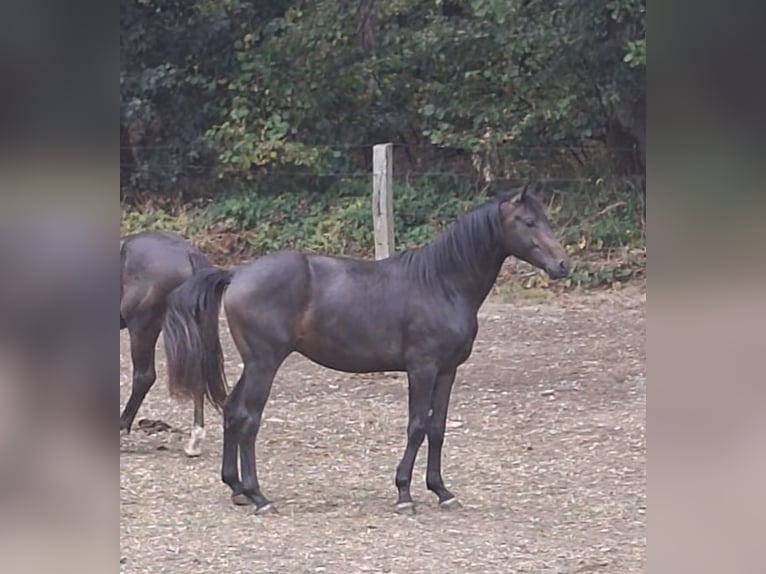 Koń westfalski Ogier 2 lat 165 cm Ciemnogniada in Wenden
