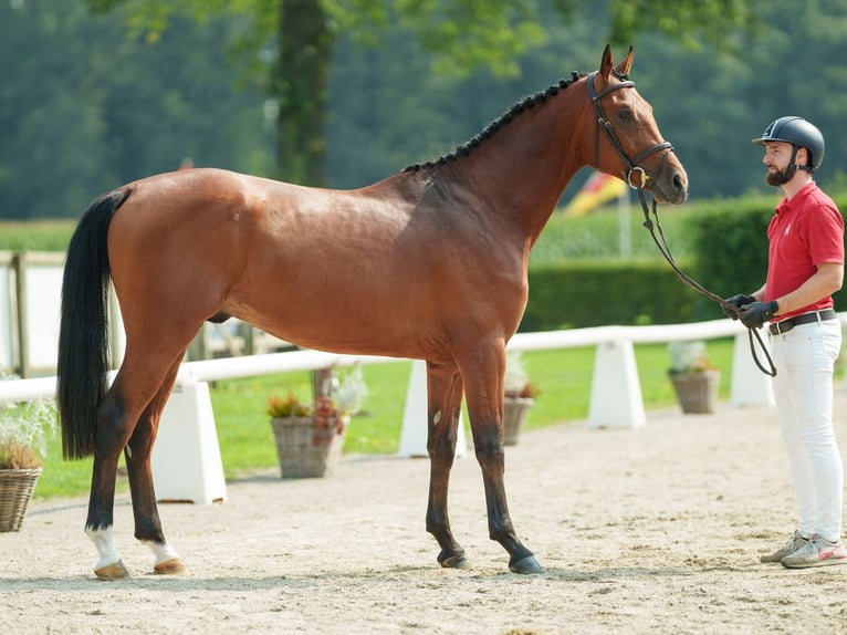 Koń westfalski Ogier 2 lat 166 cm Gniada in Münster