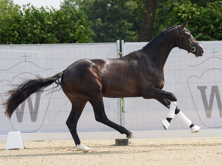 Koń westfalski Ogier 2 lat 167 cm Ciemnogniada in Münster-Handorf