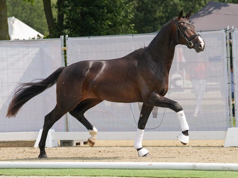 Koń westfalski Ogier 2 lat 167 cm Ciemnogniada in Münster-Handorf