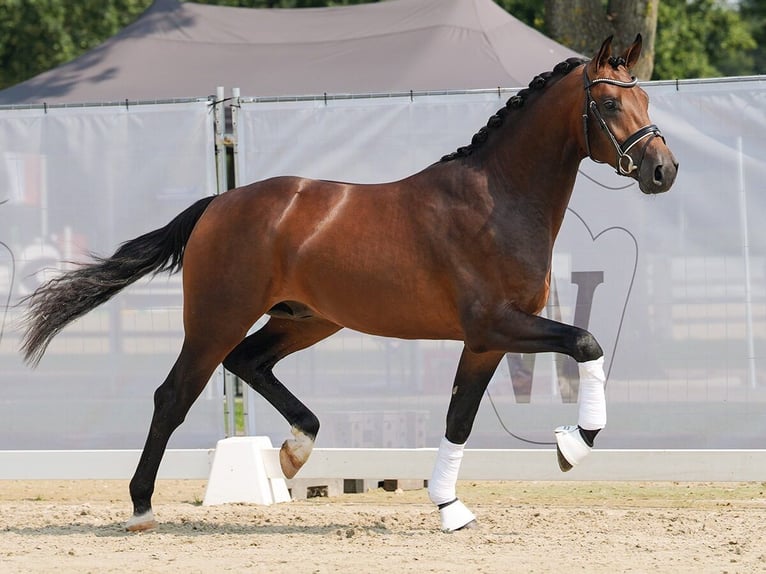 Koń westfalski Ogier 2 lat 167 cm Gniada in Münster-Handorf