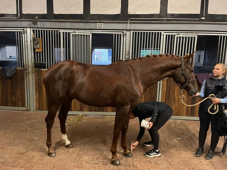 Koń westfalski Ogier 2 lat 168 cm Ciemnokasztanowata in Wallenhorst