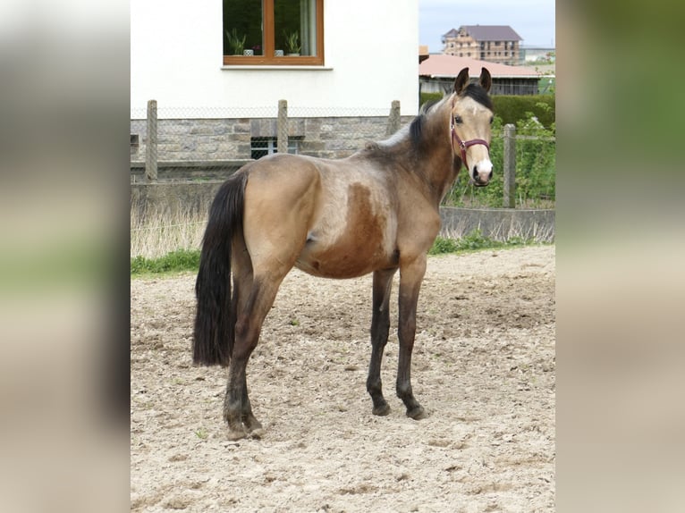 Koń westfalski Ogier 2 lat 168 cm Jelenia in Borgentreich