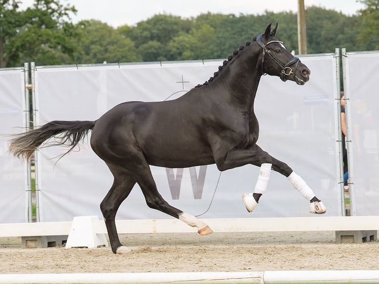 Koń westfalski Ogier 2 lat 168 cm Kara in Münster