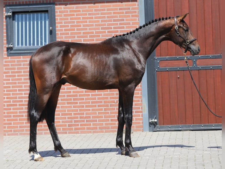 Koń westfalski Ogier 2 lat 169 cm Ciemnogniada in Zieuwent