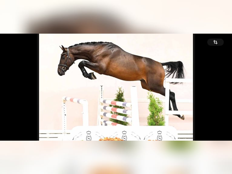 Koń westfalski Ogier 2 lat 170 cm Skarogniada in Bocholt