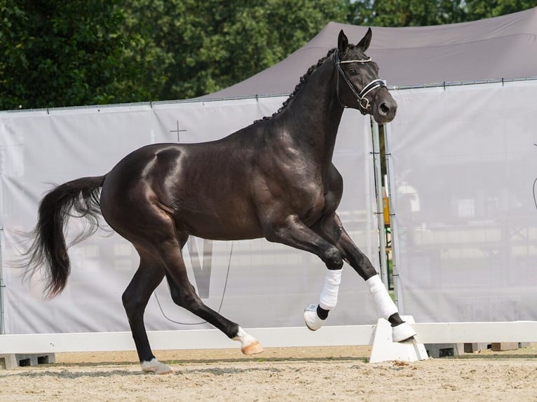 Koń westfalski Ogier 2 lat 173 cm Ciemnogniada in Münster-Handorf