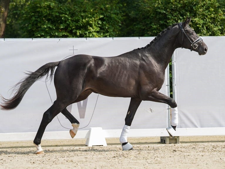 Koń westfalski Ogier 2 lat 173 cm Ciemnogniada in Münster-Handorf