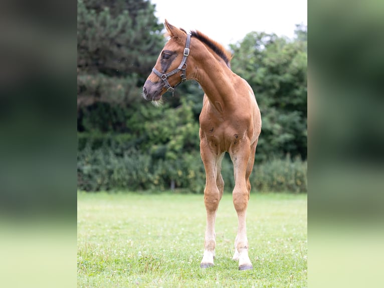 Koń westfalski Ogier 2 lat 173 cm Ciemnokasztanowata in Bergisch Gladbach