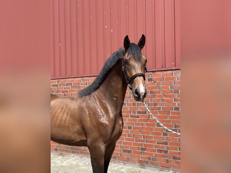 Koń westfalski Ogier 2 lat 173 cm Gniada in Garrel