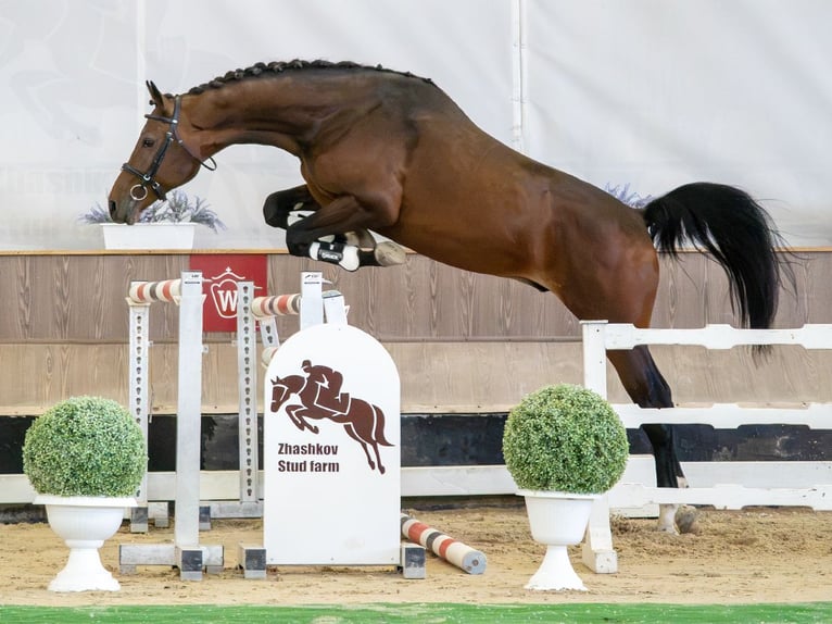 Koń westfalski Ogier 2 lat Gniada in Mnster-Handorf