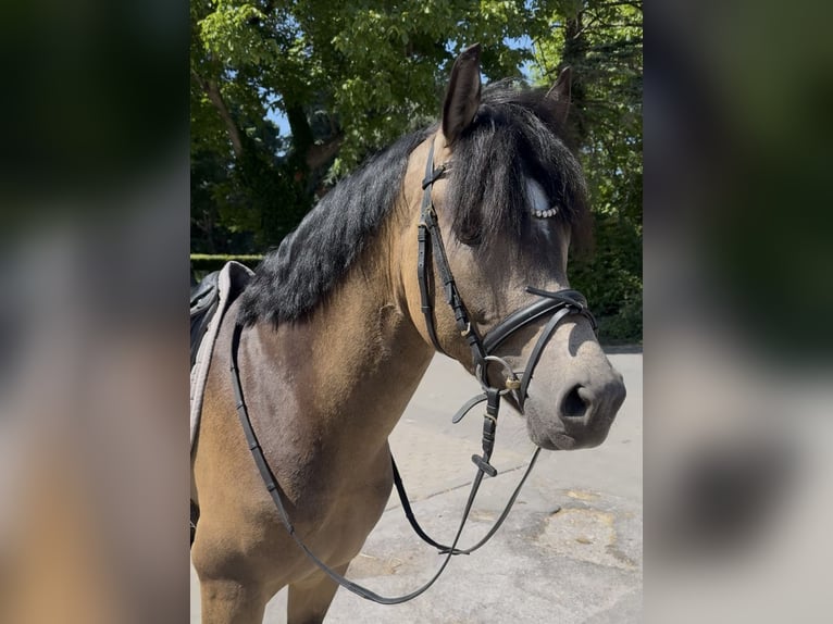 Koń westfalski Ogier 3 lat 148 cm Jelenia in Ratingen Koń westfalski Ogier 3 lat 148 cm Jelenia in Ratingen