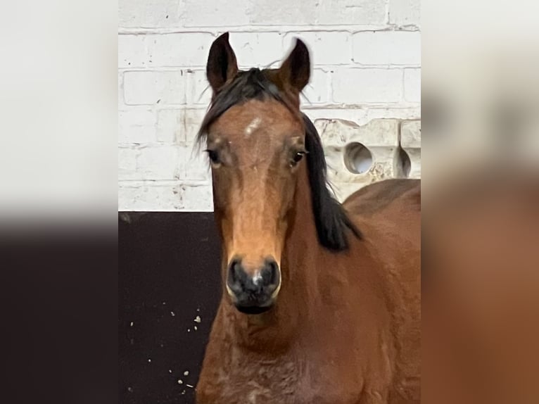 Koń westfalski Ogier 3 lat 156 cm Gniada in Twistringen