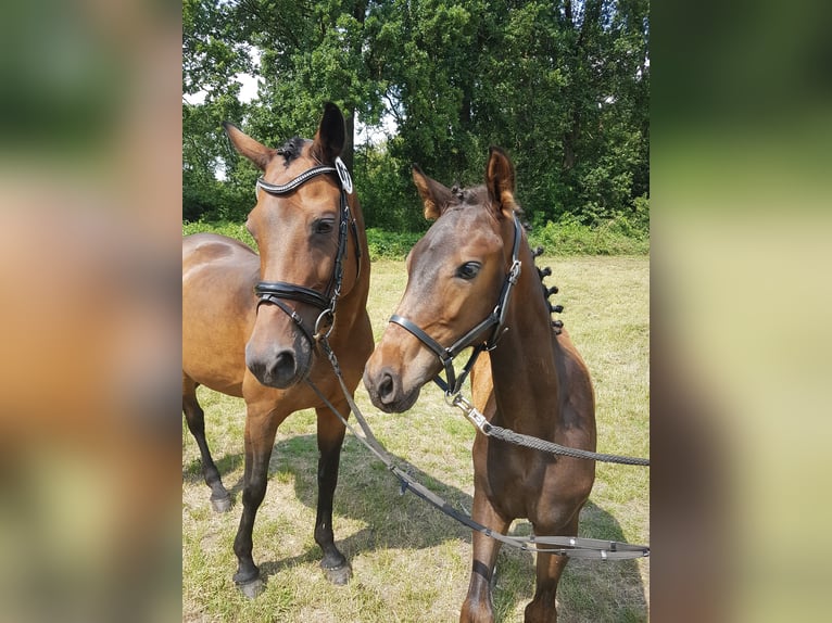 Koń westfalski Ogier 3 lat 162 cm Ciemnogniada in Steinhagen