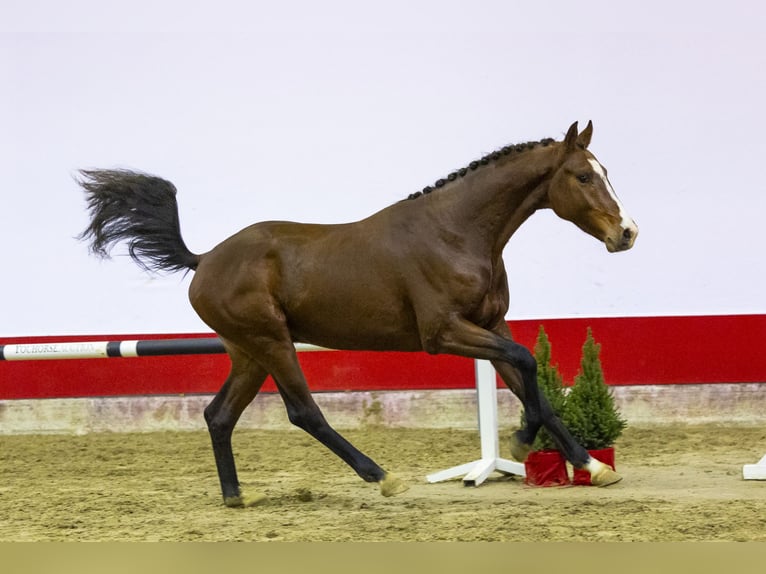 Koń westfalski Ogier 3 lat 163 cm Gniada in Waddinxveen