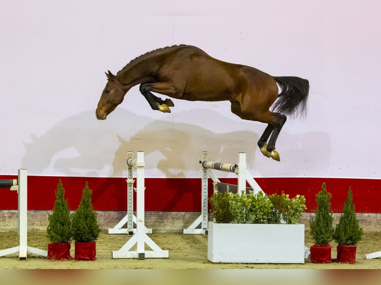 Koń westfalski Ogier 3 lat 163 cm Gniada in Waddinxveen