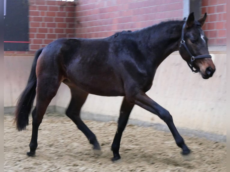 Koń westfalski Ogier 3 lat 163 cm Gniada in Dorsten