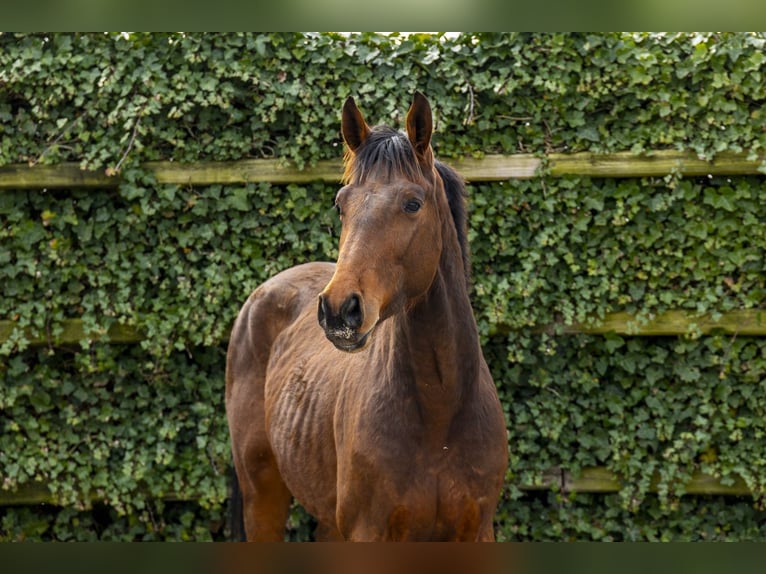 Koń westfalski Ogier 3 lat 164 cm Gniada in Waddinxveen