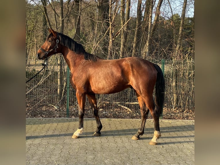 Koń westfalski Ogier 3 lat 164 cm Gniada in Verl