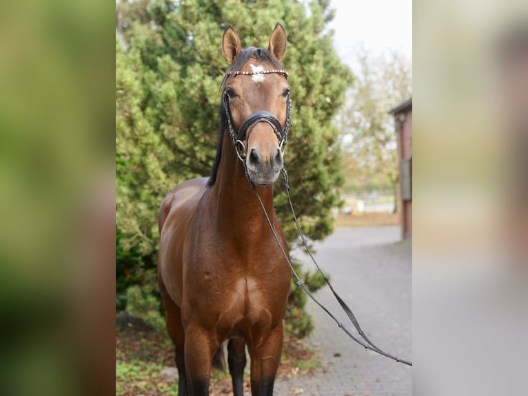 Koń westfalski Ogier 3 lat 165 cm Gniada in Paderborn