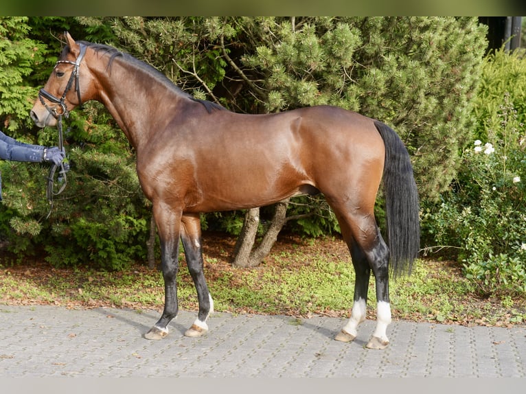 Koń westfalski Ogier 3 lat 165 cm Gniada in Paderborn