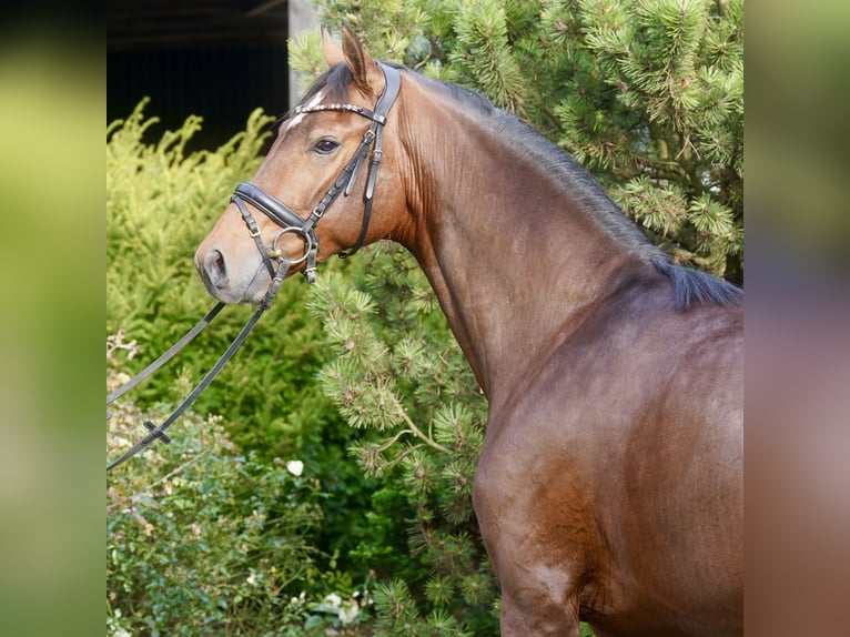 Koń westfalski Ogier 3 lat 165 cm Gniada in Paderborn