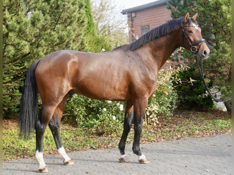 Koń westfalski Ogier 3 lat 165 cm Gniada in Paderborn