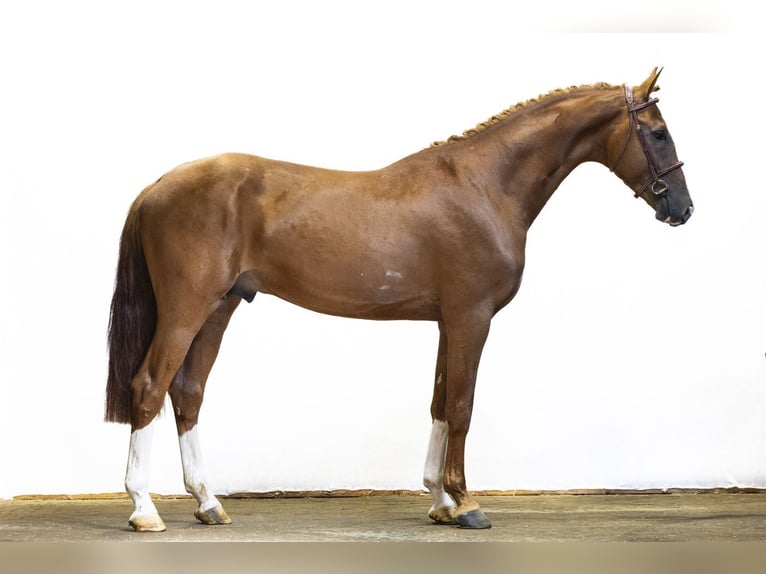 Koń westfalski Ogier 3 lat 167 cm Gniada in Waddinxveen