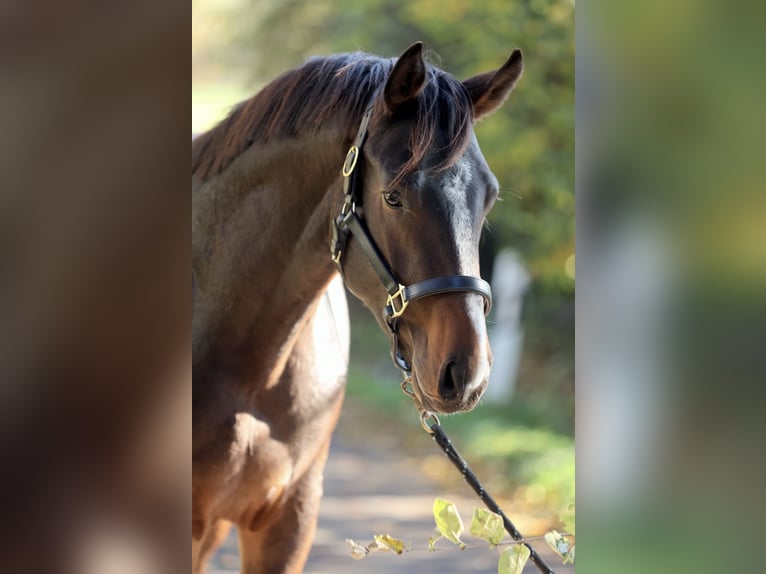 Koń westfalski Ogier 3 lat 168 cm Ciemnogniada in Horn-Bad Meinberg