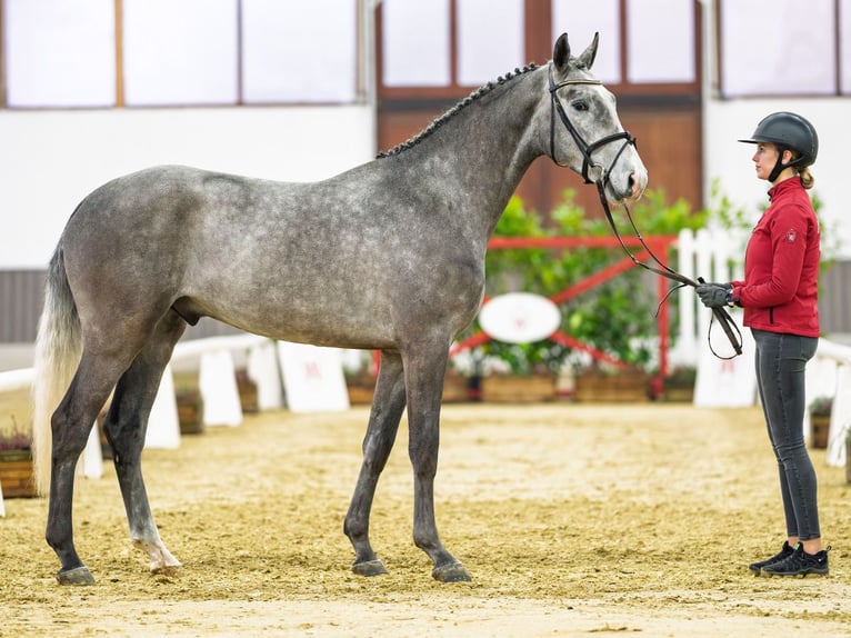 Koń westfalski Ogier 3 lat 168 cm Siwa in M&#xFC;nster-Handorf