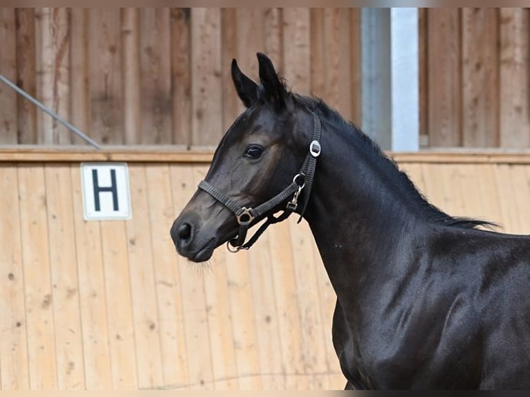 Koń westfalski Ogier 3 lat 172 cm Karosiwa in Reichenwalde