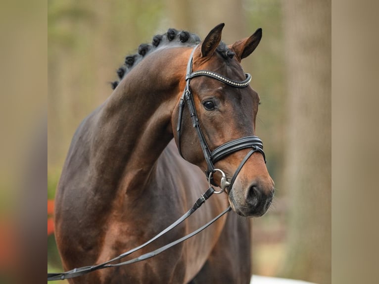 Koń westfalski Ogier 3 lat 173 cm Ciemnogniada in Münster-Handorf
