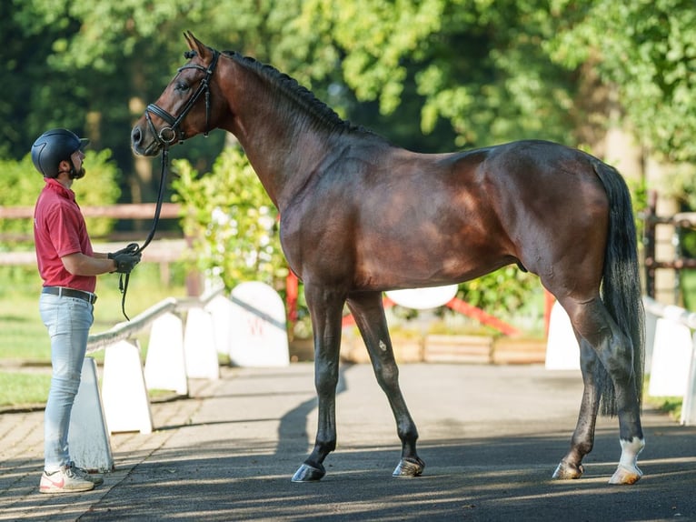 Koń westfalski Ogier 3 lat 179 cm Gniada in Münster