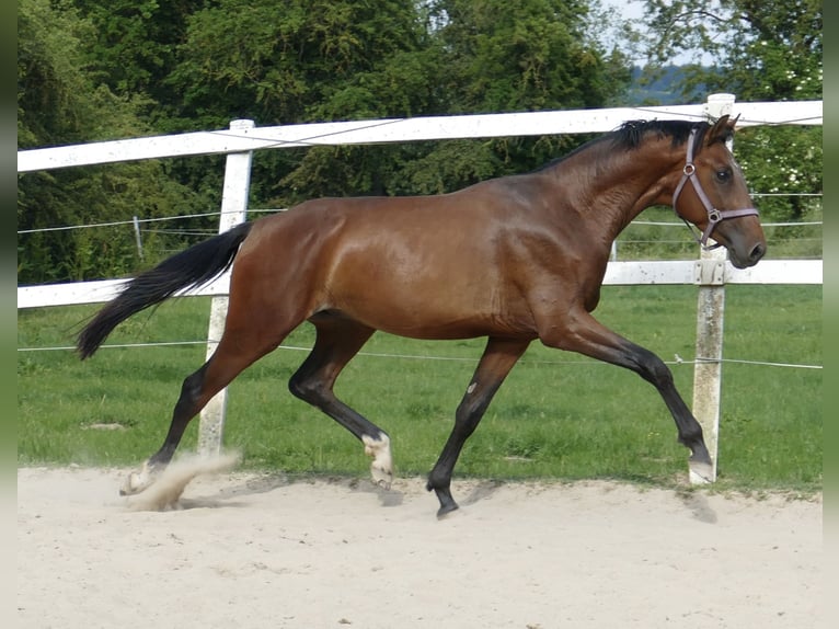Koń westfalski Ogier 4 lat 167 cm Gniada in Borgentreich