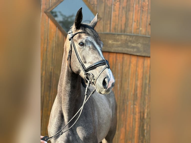 Koń westfalski Ogier 4 lat 167 cm Siwa in Hamm