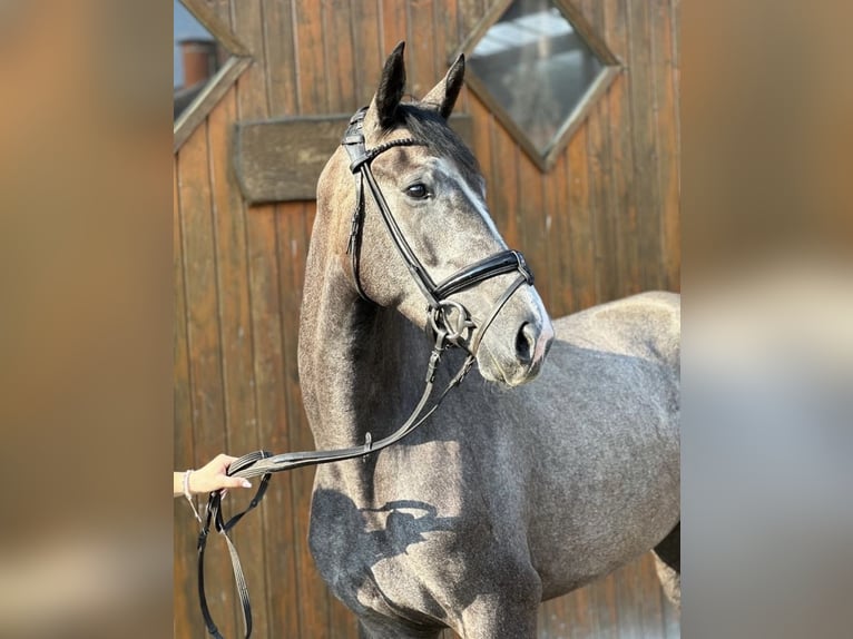 Koń westfalski Ogier 4 lat 167 cm Siwa in Hamm