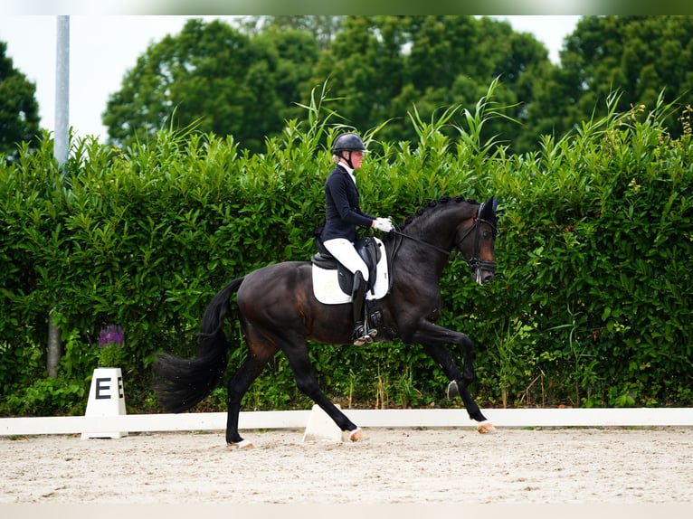 Koń westfalski Ogier 4 lat 170 cm Skarogniada in Aalsmeer