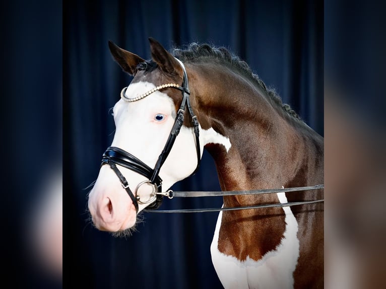 Koń westfalski Ogier 5 lat 150 cm Srokata in Altenstadt