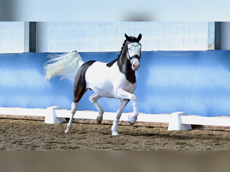 Koń westfalski Ogier 5 lat 150 cm Srokata in Altenstadt