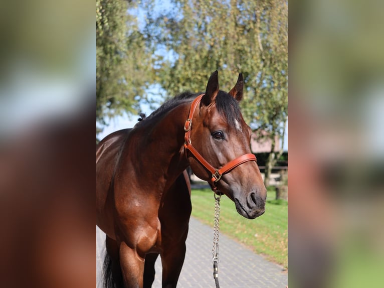 Koń westfalski Ogier 5 lat 167 cm Bułana in Weert