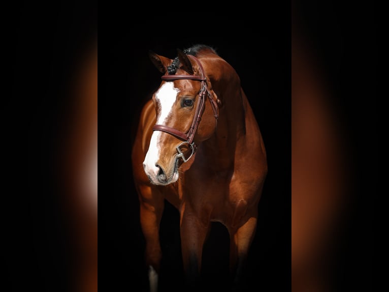 Koń westfalski Ogier 5 lat 167 cm Gniada in Lastrup