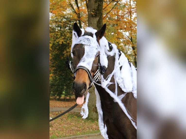 Koń westfalski Ogier 5 lat 172 cm Gniada in Fürstenau