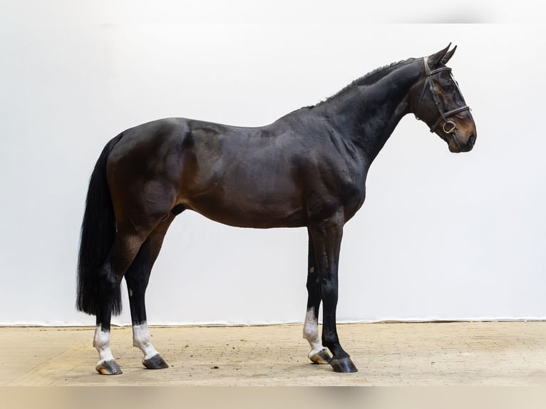 Koń westfalski Ogier 5 lat 172 cm  in Waddinxveen