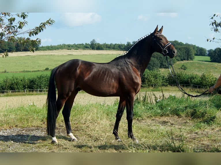 Koń westfalski Ogier 6 lat 161 cm in Iserlohn