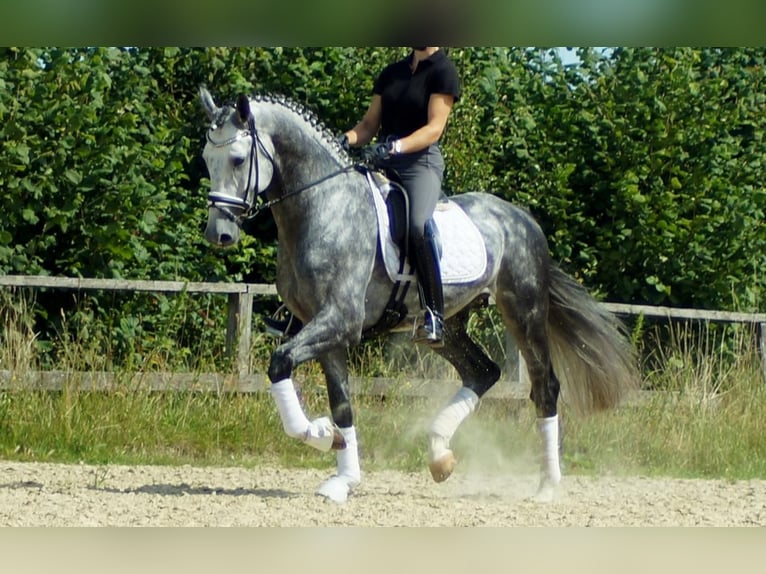 Koń westfalski Ogier 6 lat 164 cm Siwa in Iserlohn