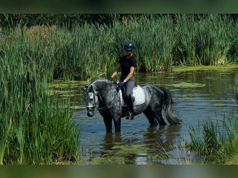 Koń westfalski Ogier 6 lat 164 cm Siwa in Iserlohn