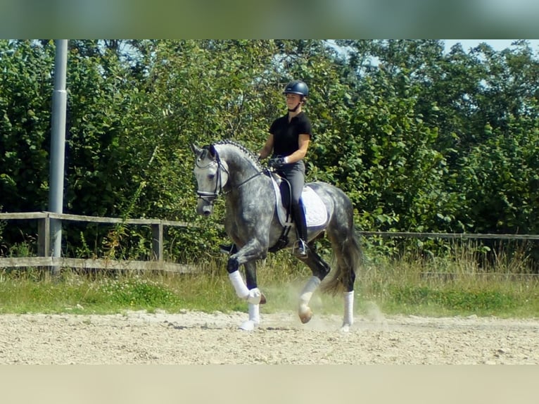 Koń westfalski Ogier 6 lat 164 cm Siwa in Iserlohn